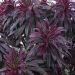 Wilczomlecz ''Walberton's Ruby Glow' (Euphorbia amygdaloides)